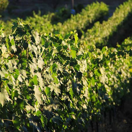 Agriturismo San Mauro カパルビオ エクステリア 写真